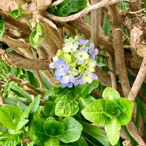 Meet your Posher, Raven